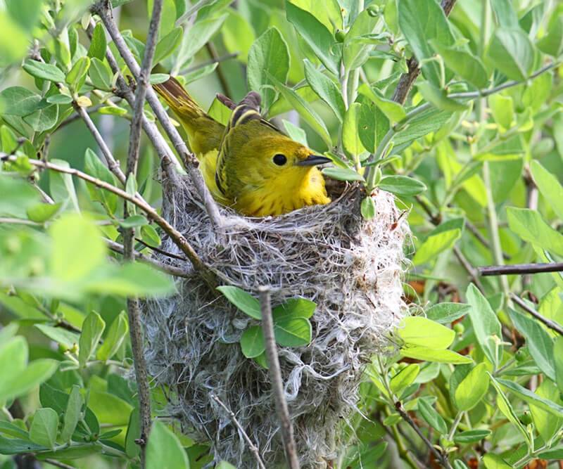 Red-winged Blackbird Nesting (All You Need To Know) | Birdfact Nest mini 2 gen