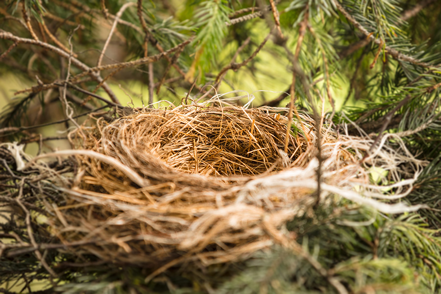 Squirrel Nest Vs. Bird Nest: 3 Ways To Tell The Difference