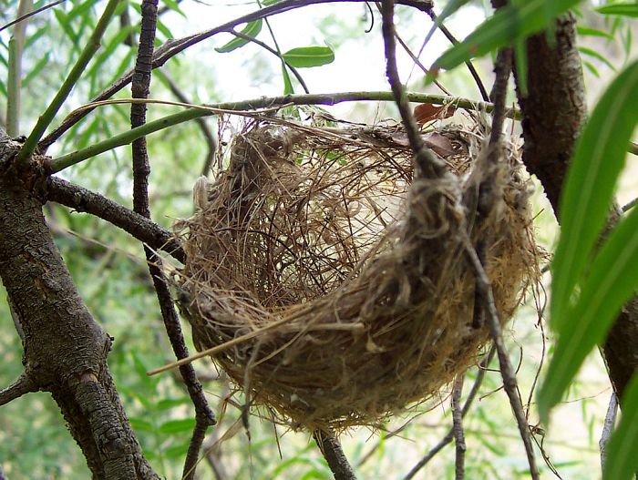 Nest mini